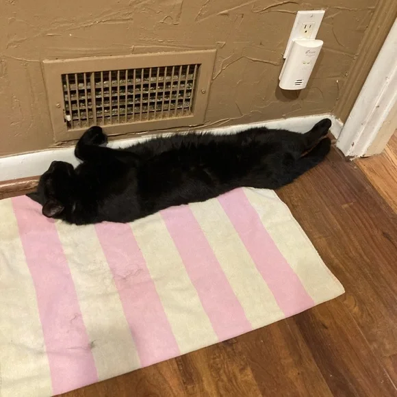 Funny Cat Photos! - Picture 3 of 15